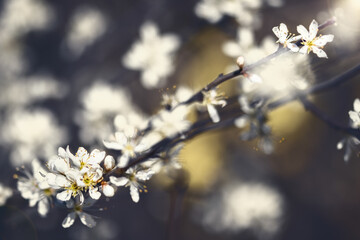Sommer, Frühling
