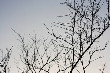 dried of branch tree