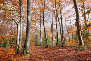 Gorgeous autumn forest in Tena Valley, Huesca province, Spain