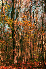 Piękne kolory jesiennego lasu, Podlasie, Polska