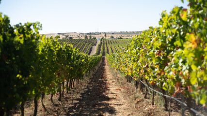 Fototapeta na wymiar Vineyard in rural alentejo during the wine making season, picking grapes