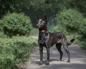 black shiny dog for a walk on a sunny day