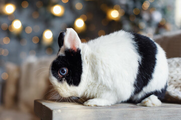 Little rabbit on Christmas day on the background of a garland of lights. A pet for Christmas....