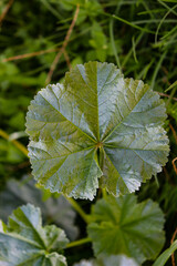mallow leaf on a lawn background