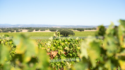 Vineyard in rural alentejo during the wine making season, picking grapes