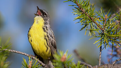Kirtland's Warbler singing in pine tree