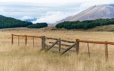 Fototapeta premium Green pasture with grazing sheep, Southland, New Zealand