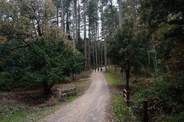 Il bosco di Pini Larice nella Foresta Fiorentini