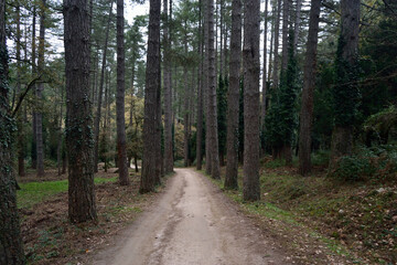 Il bosco di Pini Larice nella Foresta Fiorentini