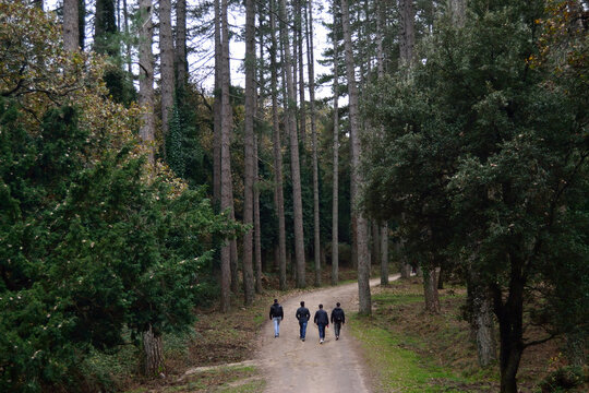 Il bosco di Pini Larice nella Foresta Fiorentini