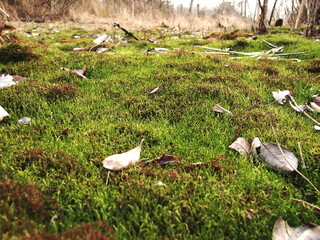 autumn in the forest