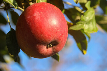 ripe red apple
