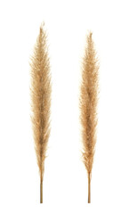 Set of two dry flowers Pampas grass.