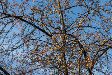 Beautiful texture of branches of wild apple tree with bright yellow apples is on the blu sky background in autumn