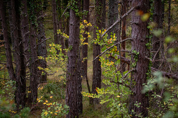 Parque Natural de Valderejo , municipio de Valdegovía, Alava, País Vasco, Spain