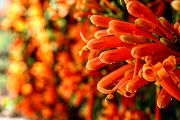 Planta Bignonia color naranja con gotas de agua por el rocío de la mañana