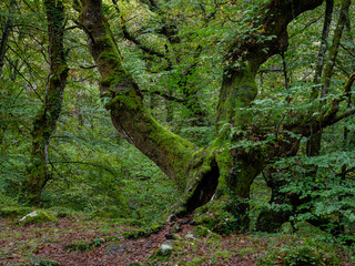 parque natural del Saja-Besaya, Cantabria, Spain