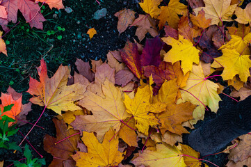 autumn leaves on the ground