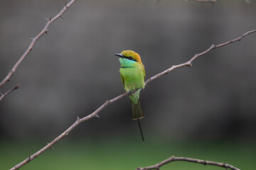 Green Bee Eater sitting on a branch
