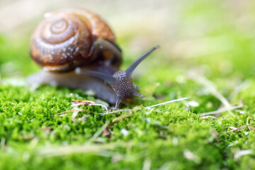 little snail creeps on moss