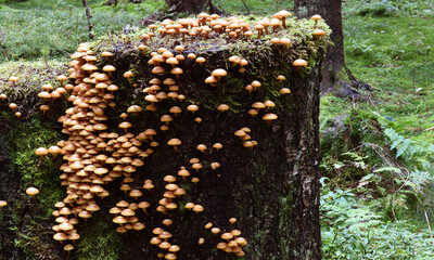 Stockschwämmchen
