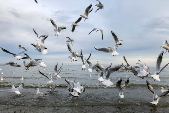 close up image of flock of big white seagulls flying on sea shore hunting for fish, animal wild life concept