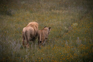 White lion and lioness walk side by side from the meadow