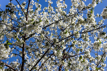 Blooming cherry tree. Cherry flowers on the tree close-up. Shallow focus.