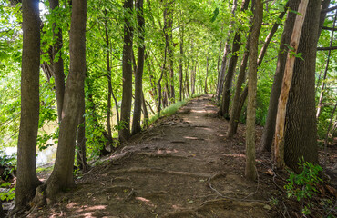 Allegheny National Forest