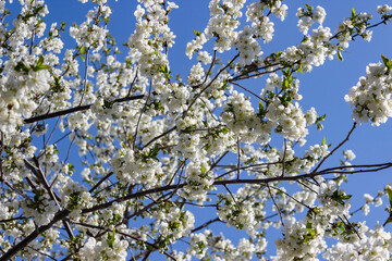 Blooming cherry tree. Cherry flowers on the tree close-up. Shallow focus.