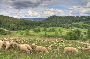 Schafe auf der Alb