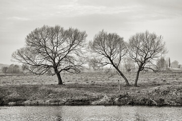 Black white landscape with trees. Retro style noise film effect photo