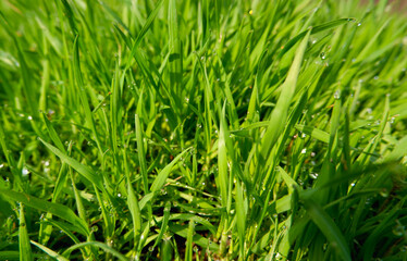 Fototapeta na wymiar Close up of fresh thick grass with water drops in the early morn