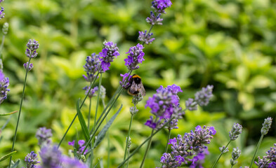 Bee on a flower