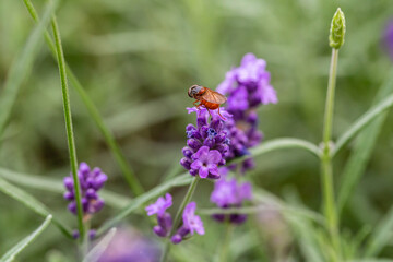 Orange weird fly on a lavender flower