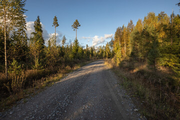 Obraz premium The dirt road goes through the autumn forest.