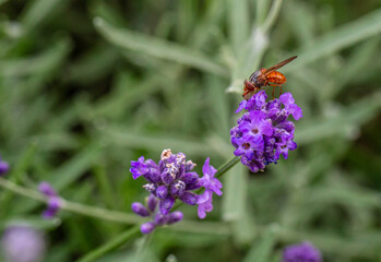 Orange weird fly on a lavender flower