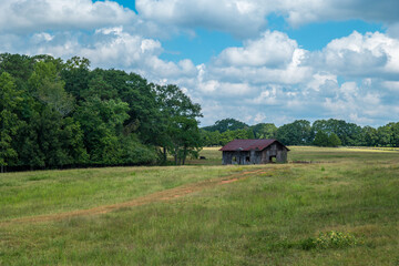 Old barn with cow