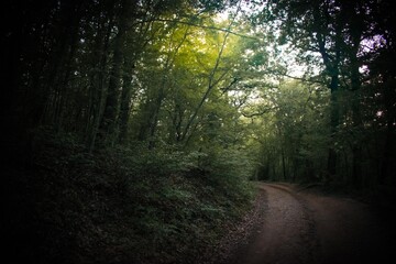 Path in the forest in semi-darkness with the rays of the sun