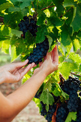 Naklejka na ściany i meble Woman picks up grapes with her hands to wine