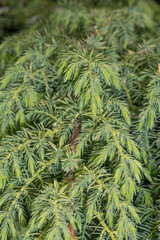 Leaves of Pingii Juniper (Juniperus pingii)