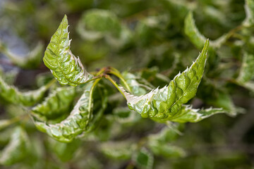 Leaves of Japanese Zelkova (Zelkova serrata 'Goshiki')