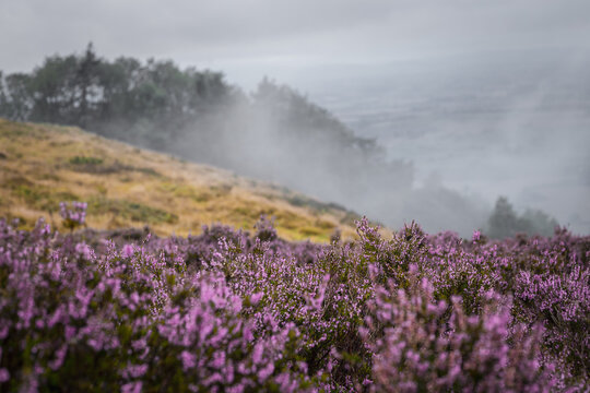 Blossom Heather at Hazy Autumnal Day