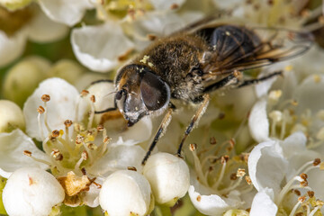 Fly on Mountain-Ash (Sorbus pohuashanensis)