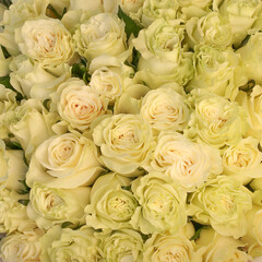 Obraz na płótnie Canvas bouquet of roses, yellow green roses
