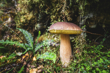 Fresh Wild Porcini Mushroom