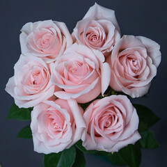 Pale pink roses novia, pink roses, novia roses, roses