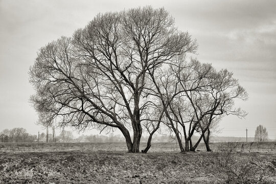 Black white landscape with trees. Retro style noise film effect photo
