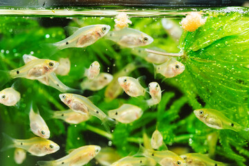 Flock of barbus fry, young aquarium fish Pethia Conchonius swim near the Ceratophyllum plant and...