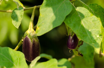 eggplant on a branch